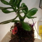kokedama