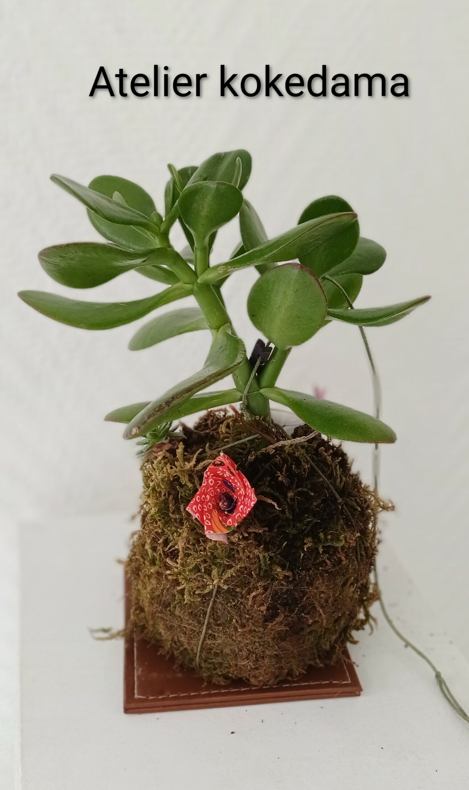 atelier kokedama